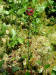 200306220642 Pitcher Plant flower (Sarracenia purpurea) - Mt Pleasant.htm