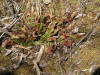 200604150313 Pitcher Plant (Sarracenia purpurea) - Volo Bog, Lake Co. IL.htm