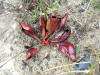 200605281100 Pitcher Plant flower (Sarracenia purpurea) - Misery Bay, Manitoulin Island.htm