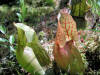 200606241840-1 Pitcher Plant flower (Sarracenia purpurea) - Isabella Co.htm