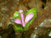 200305240216 Fringed Polygala (Polygala paucifolia) - Mt Pleasant.jpg
