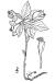 200407 Fringed Polygala (Polygala paucifolia Willd) - USDA Illustration.jpg