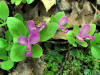 20070512125806 Fringed Polygala (Polygala paucifolia) - Isabella Co.JPG