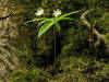 20070529094005 Starflower (Trientalis borealis), Red Baneberry (Actaea rubra) & Sarsaparilla (Aralia nudicaulis) - on treestump, Manitoulin.JPG