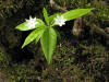 20070529094006 Starflower (Trientalis borealis), Red Baneberry (Actaea rubra) & Sarsaparilla (Aralia nudicaulis) - on treestump, Manitoulin.JPG