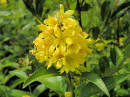 Yellow Loosestrife/20060730150618 Yellow Loosestrife (Lysimachia vulgaris) - Bidwell Rd. near Cup & Saucer Trail.JPG