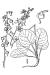 200406 Liverleaf Wintergreen or Pink Pyrola (Pyrola asarifolia Michx.) - USDA Illustration.JPG