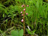 200406161461 Liverleaf Wintergreen or Pink Pyrola (Pyrola asarifolia Michx.) - Manitoulin.JPG