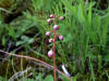 200406161552 Liverleaf Wintergreen or Pink Pyrola (Pyrola asarifolia Michx.) - Manitoulin.JPG