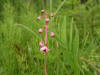 200406171594 Liverleaf Wintergreen or Pink Pyrola (Pyrola asarifolia Michx.) - Manitoulin.JPG