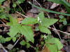200505215780 American Red Raspberry (Rubus idaeus L.) - Isabella Co.jpg
