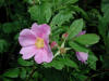Swamp Rose/200307270991 Swamp Rose (Rosa palustris Marsh.) - Manitoulin Island.jpg