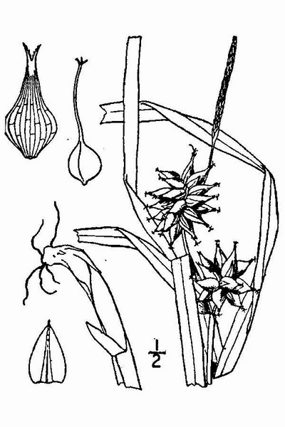 200906 Gray's sedge (Carex grayi Carey) - USDA Illustration.jpg