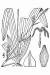 200806 Plantainleaf Sedge (Carex plantaginea) - USDA Illustration.htm