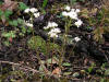 200505305944 Saxifrage, early (Saxifraga virginiensis) - Misery Bay, Manitoulin.htm