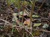 200505305950 Saxifrage, early (Saxifraga virginiensis) - Misery Bay, Manitoulin.htm