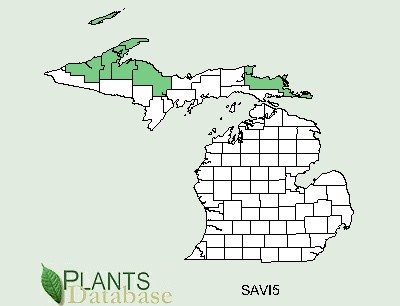 200606 Saxifrage, early (Saxifraga virginiensis) - USDA MI Distribution Map.jpg