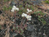 20080525113514 Saxifrage, early (Saxifraga virginiensis) - Misery Bay.htm
