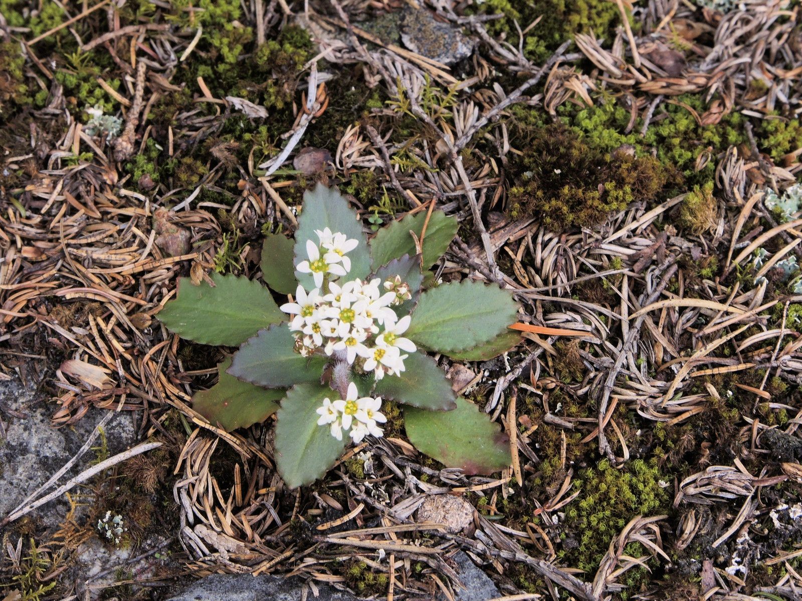 201405270859002 Saxifrage, early (Saxifraga virginiensis) white flowers - Misery Bay NP, Manitoulin Island.JPG