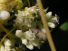 200508289298b Scaldweed aka Swamp Dodder (Cuscuta gronovii) - Point Pelee.jpg
