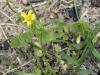 200105201914 Yellow Wood-Sorrel (Oxalis stricta) - Mt Pleasant.jpg
