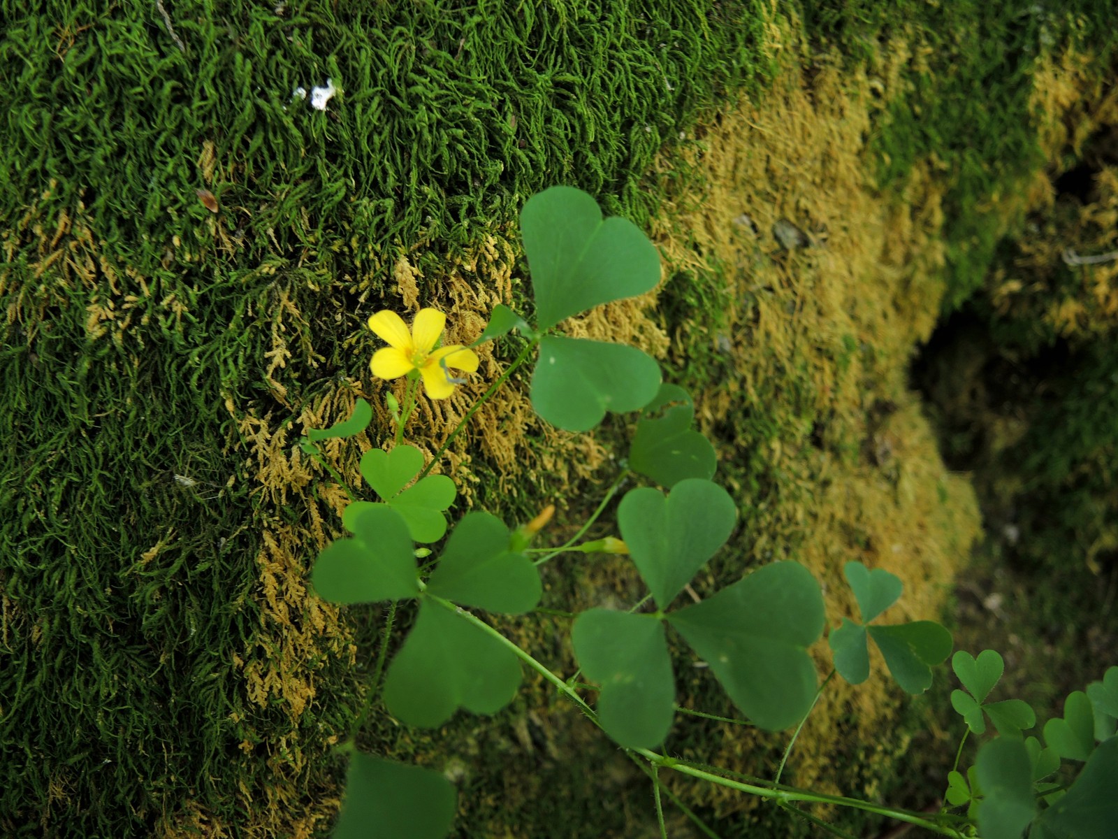 201308181435011 Yellow Wood-Sorrel (Oxalis stricta) flowers - Bald Mountain RA, Oakland Co, MI.JPG