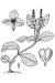 200601 common gypsyweed (Veronica officinalis) - USDA Illustration.jpg