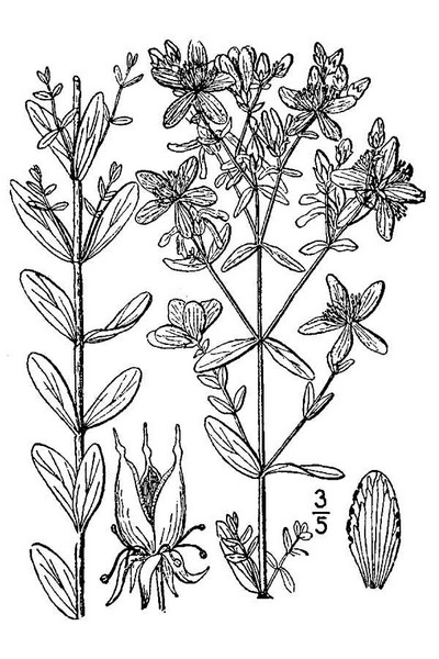 200609 common St. Johnswort (Hypericum perforatum) - USDA Illustration.jpg