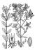 200609 common St. Johnswort (Hypericum perforatum) - USDA Illustration.jpg