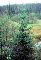 Black Spruce/200511 Black Spruce (Picea mariana) - Wisconsin State Herbarium.jpg
