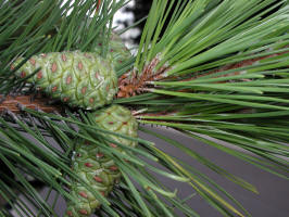 Jack Pine/200208210674 Jack Pine (Pinus banksiana) - Rochester, MI.JPG