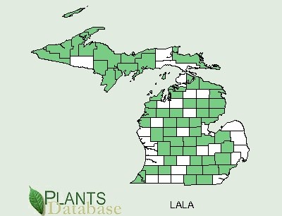 200511 Tamarack (Larix laricina) - USDA MI Distribution.jpg