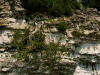 200206010828 upside down Northern White Cedar (Thuja occidentalis) - Manitoulin.JPG