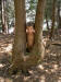 200508038548 Benjamin in Northern White Cedar (Thuja occidentalis) forest neat Mudge Bay, Lake Kagawong.JPG