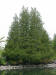 20070601110910 Northern White Cedar (Thuja occidentalis) tree - Manitoulin.JPG