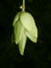 200208050443 Hop-Hornbeam tree (Ostrya virginiana) - Manitoulin.JPG