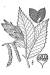 200602 Hop-Hornbeam tree (Ostrya virginiana) - USDA Illustration.jpg