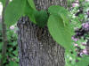 200605221212 Hop-Hornbeam tree (Ostrya virginiana) - Oakland Co.JPG