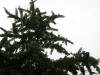200607202094 Maidenhair Tree (Ginkgo biloba) - Wayne Co.JPG