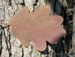 White Oak/200510299865 White Oak (Quercus alba) - Isabella Co.jpg