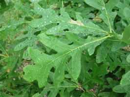 White Oak/200511 White Oak (Quercus alba) - USDA Photo.jpg