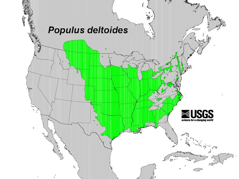 200605 Eastern Cottonwood (Populus deltoides) - USGS Distribution Map.jpg