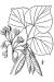 200607 Eastern Redbud (Cercis canadensis) - USDA Illustration.jpg