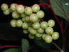 200208050463 Highbush Cranberry (Viburnum opulus) shrub.JPG
