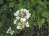 200405260823 Highbush or American Cranberry bush (Viburnum opulus L) - Oakland Co.jpg