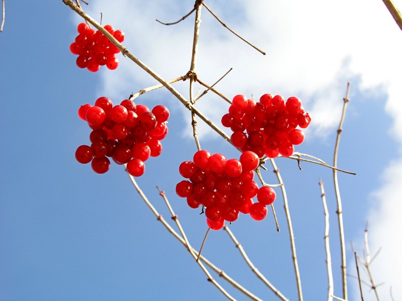 200512181245 Highbush or American Cranberry bush (Viburnum opulus L) - Isabella Co.JPG