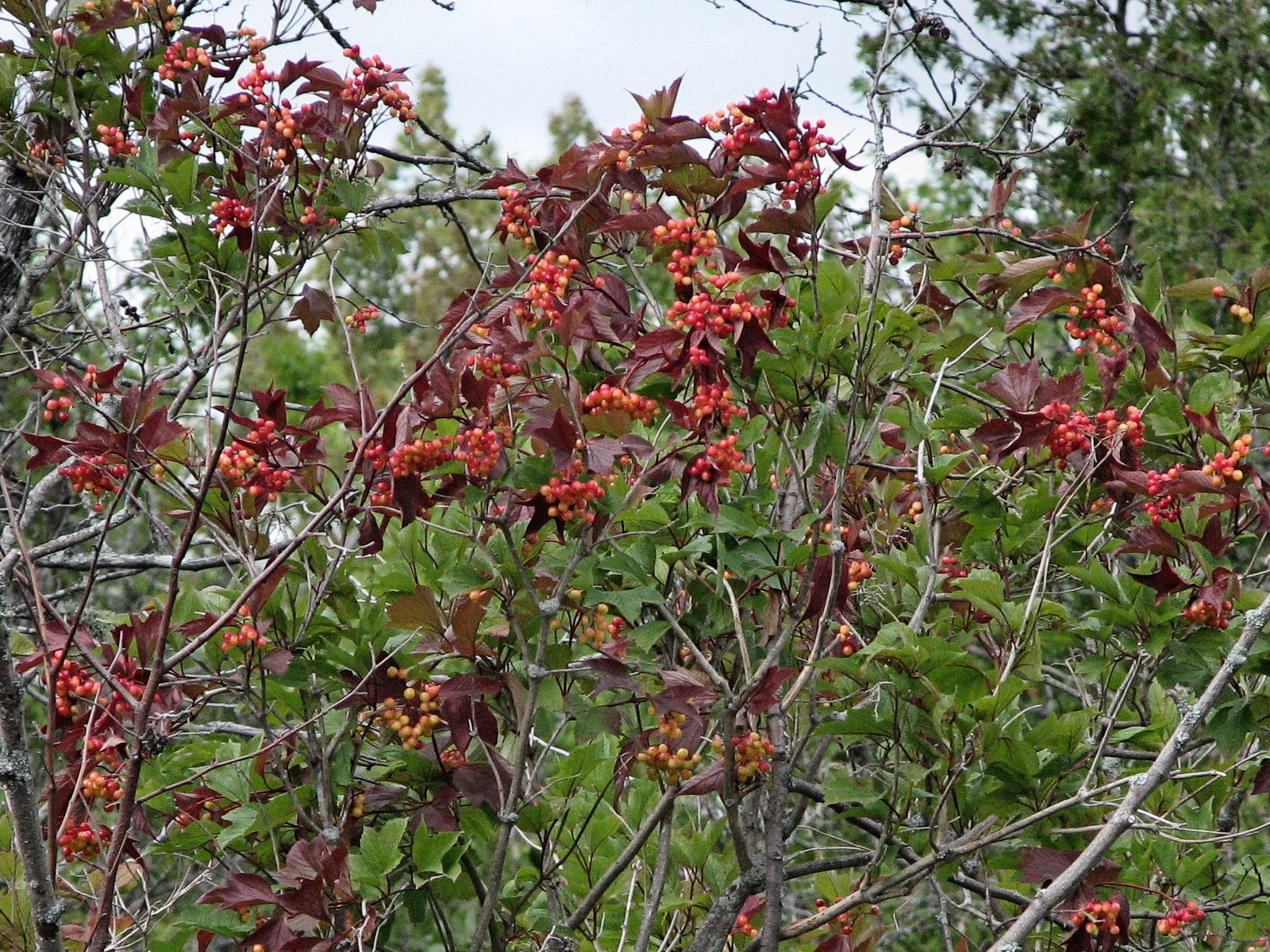 20070808114105 Highbush or American Cranberry bush (Viburnum opulus) - Robertson's Creek.JPG