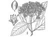 Possumhaw (Viburnum nudum L. var. cassinoides) - USDA Illustration.jpg