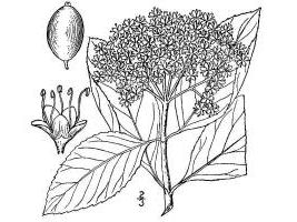 Possumhaw/Possumhaw (Viburnum nudum L. var. cassinoides) - USDA Illustration.jpg