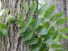 200209150220 Black Walnut Tree (Juglans nigra) - Isabella Co.jpg